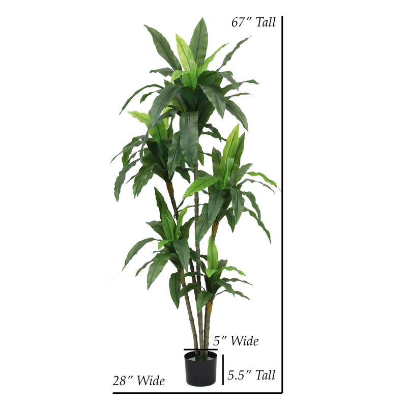67 po DRACAena PLANT