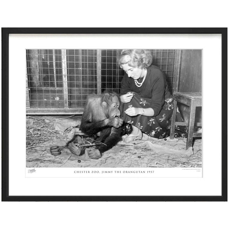 Chester Zoo, Jimmy The Orangutan 1957 by Francis Frith - Single Picture Frame Print, 60cm H x 80cm W x 2.3cm D