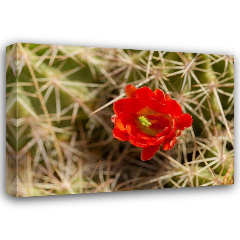 Pryor, Maresa Claret, tasse de cactus en ouverture, Echinocereus coccineus, Albuquerque Golden Open, H 35 po x l 48 po