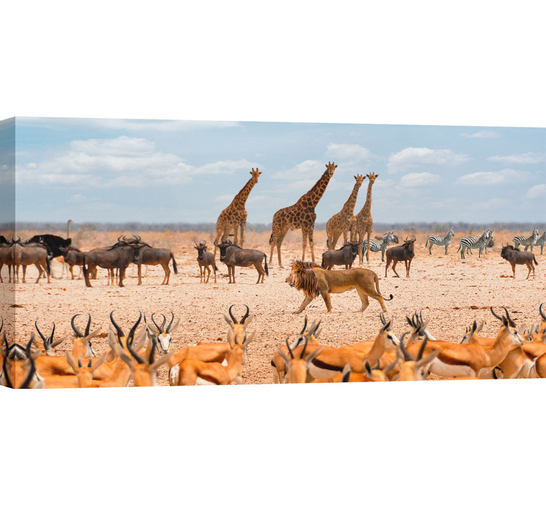 Leinwandbild Der Löwe, der König der Savanne (Masai Mara) von Pangaea Images