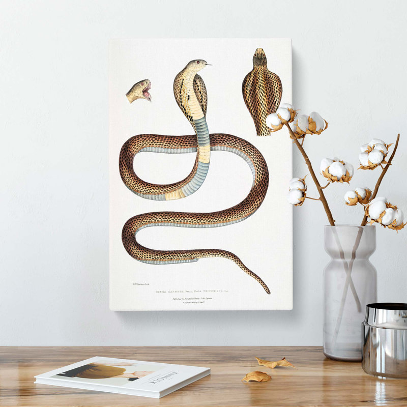 Cobra Capella Snake Illustration by John Edward Gray - Wrapped Canvas Painting, 50cm H x 35cm W x 3cm D