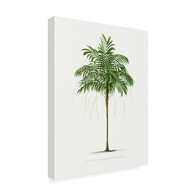 «Les Palmiers Histoire Ii Areca Monostachya», art sur toile, H 32 po x l 24 po