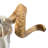 Trophy Size Real Ram Skull