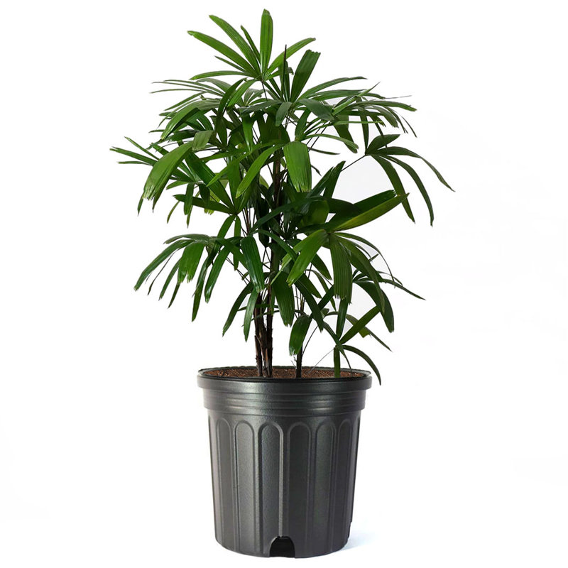 Rhapis Lady Palm in Blue Pot for Indoor and Outdoor Decor