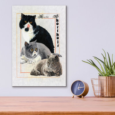 «Exotic Shorthair» par Barbara Keith - impression non encadrée