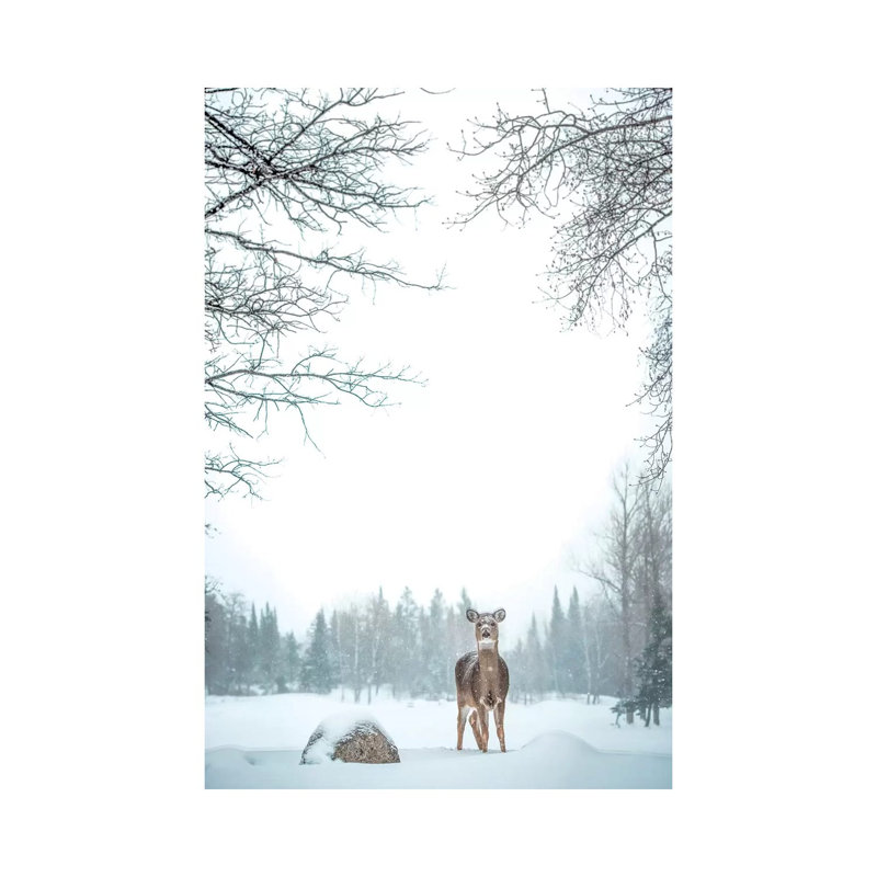 Deer In Deep Snow by Nik Rave - Wrapped Canvas Print, 30.48 cm H x 45.72 cm W