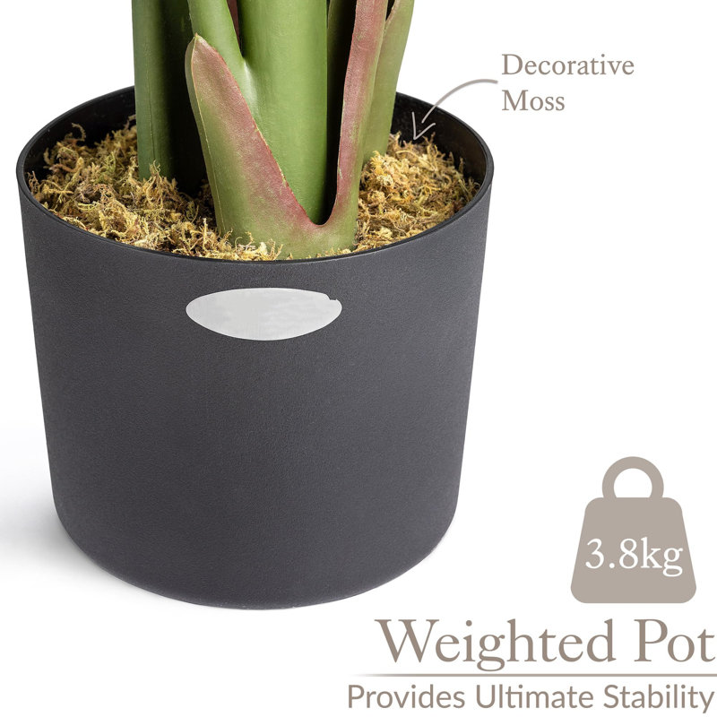 150cm Plant