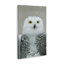 Toile «Snowy Owl» par Carrie Ann Grippo-Pike-617689681