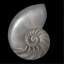 Nautilus Print by Harold Davis-26935249-26935250