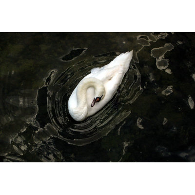 " Sleeping Swan " by Jacquesvandinteren