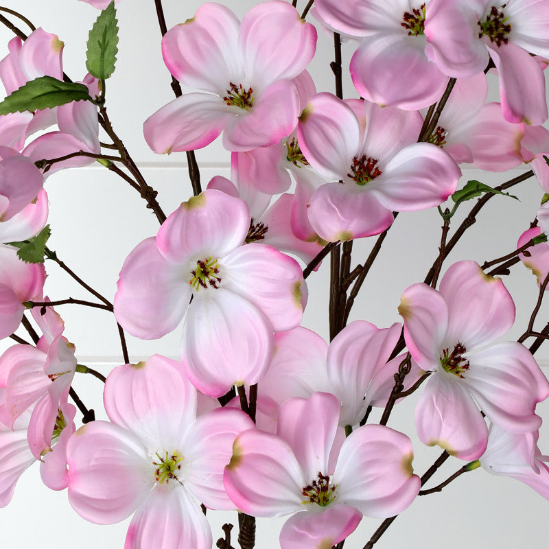 Ensemble de cornouiller Southern, Rose