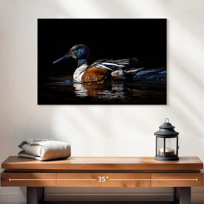 Brampt Northern Shoveler Duck
