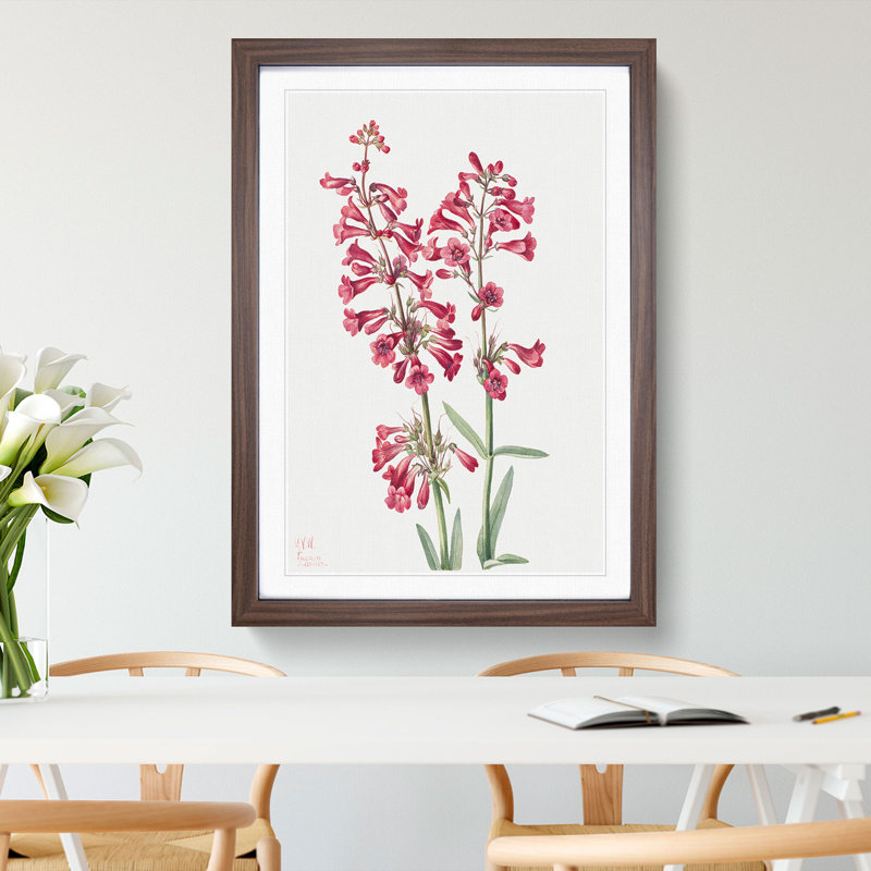 Parrys Penstemon by Mary Vaux Walcott - Framed Print, 36cm H x 27cm W x 2cm D, Walnut Framed