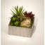 Succulent in Metal Planter