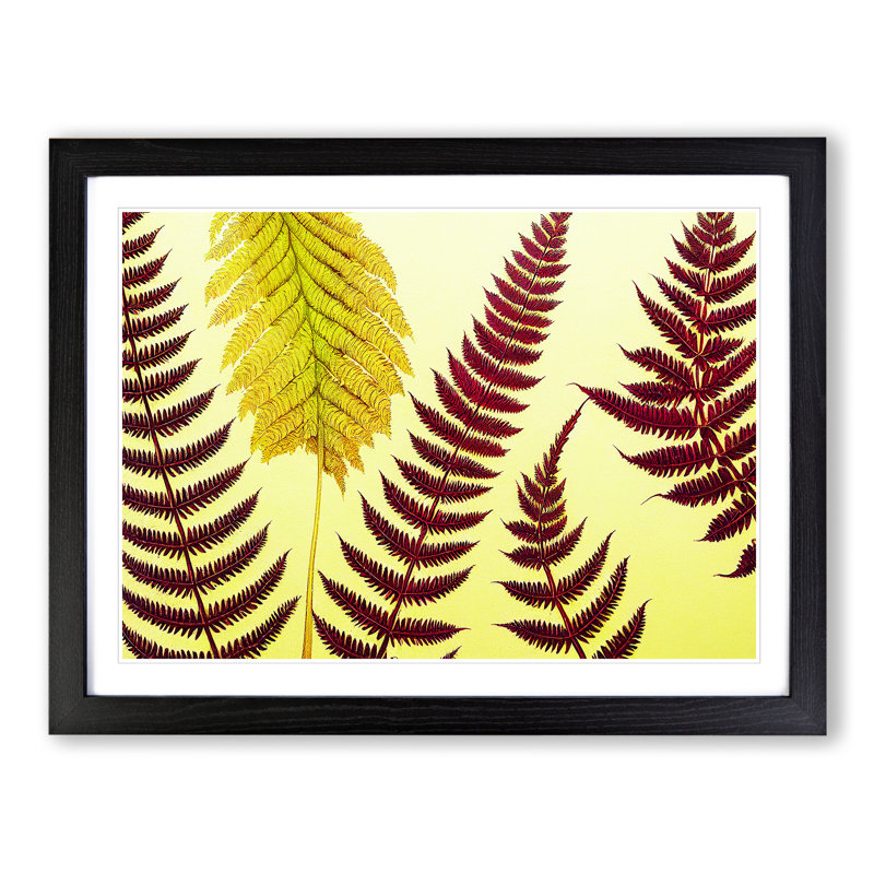 Fern Leaves - Single Picture Frame Print, 46cm H x 64cm W x 2cm D, Black