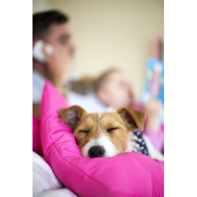 It's a Dogs Life by Solstock