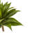 Agave Silk Plant