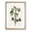 Traills Flycatcher Bird by John Audubon - Picture Frame Painting Print-55610961-55610962