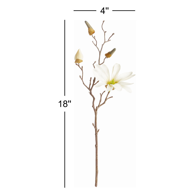 Magnolia Etoile, 18"