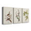 Pl. 58 Hermit Thrush - ensemble de 3 reproductions sur toiles tendues-806439886