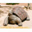 Statue de tortue