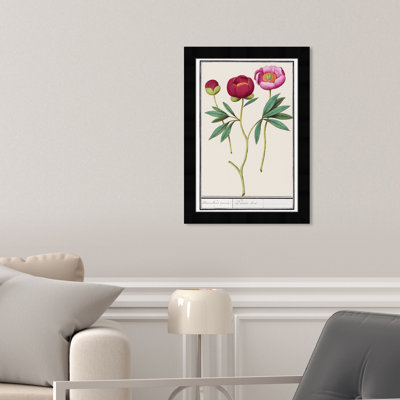 «Red and Pink Peony Botanical Study» par Birch Lane ™ - reproduction de cadre photo