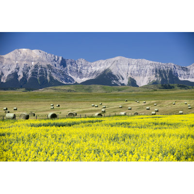 Yellow Canola Field In Bloom by Laughingmango - Wrapped Canvas Print