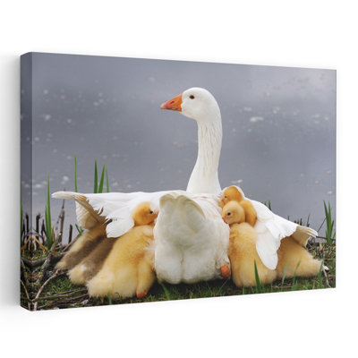 Protective Goose Family Peaceful Serene Contemporary Bird Goose Nature Spring Wall Art Print