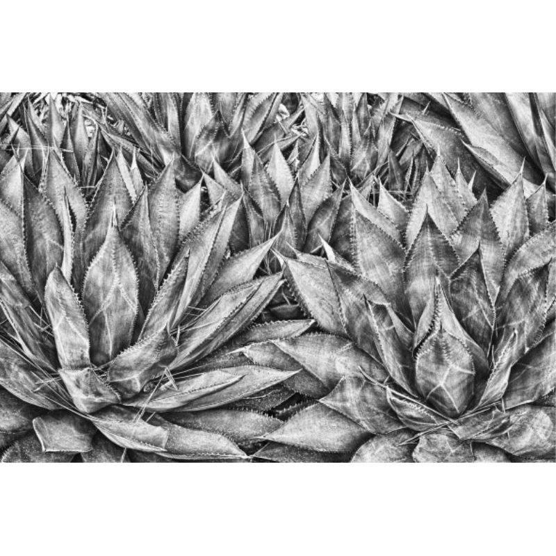 Agaves Print by Harold Davis, 40" H x 60" W, Plexi