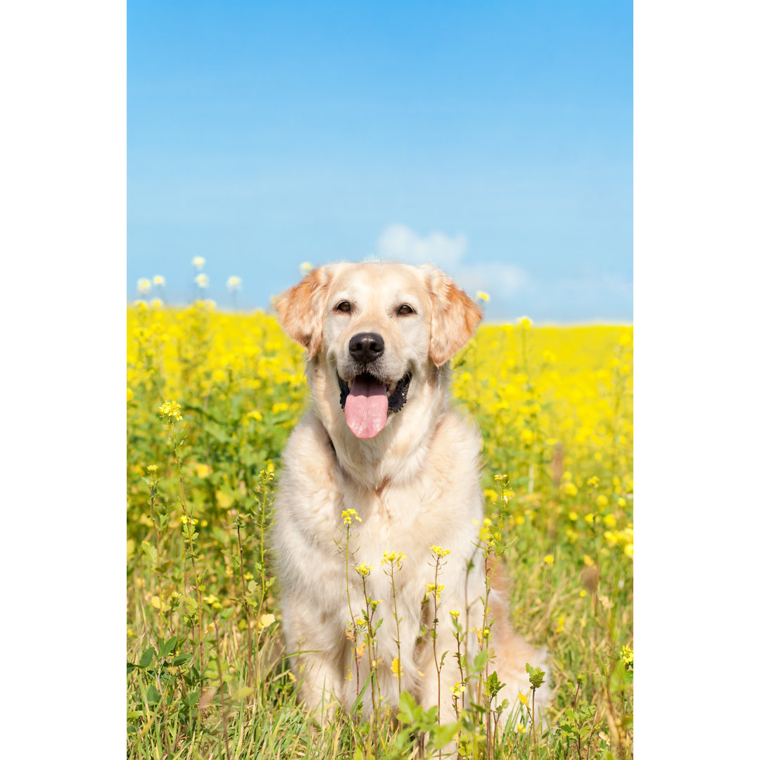 Hund im Rapsfeld von PK-Photos - Drucken