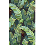 Banana Palm Dream