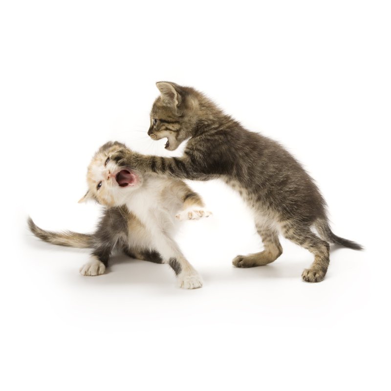 Kittens - Wrapped Canvas Print, 51cm H x 51cm W x 3.8cm D