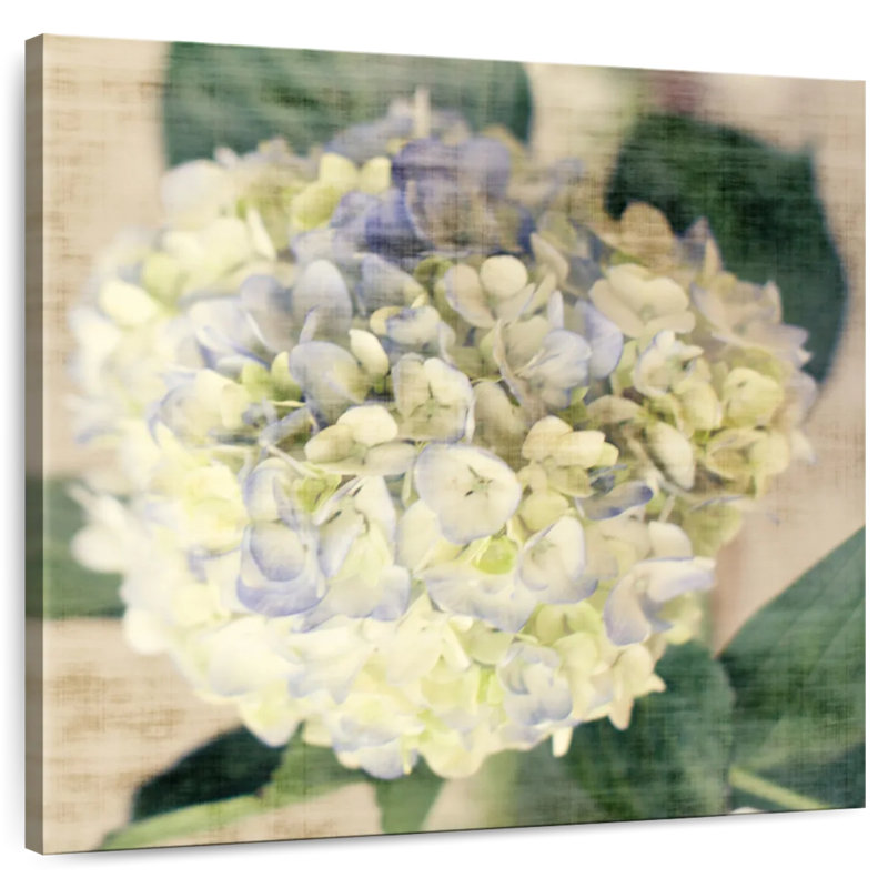 Harnek Hydrangeas II