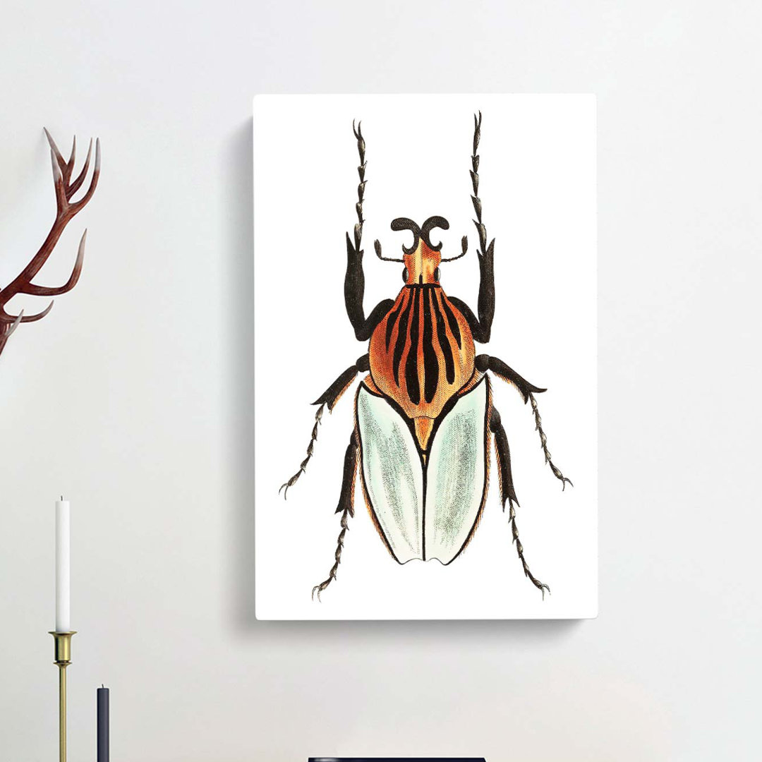 Cacique Beetle by George Shaw - Wrapped Canvas