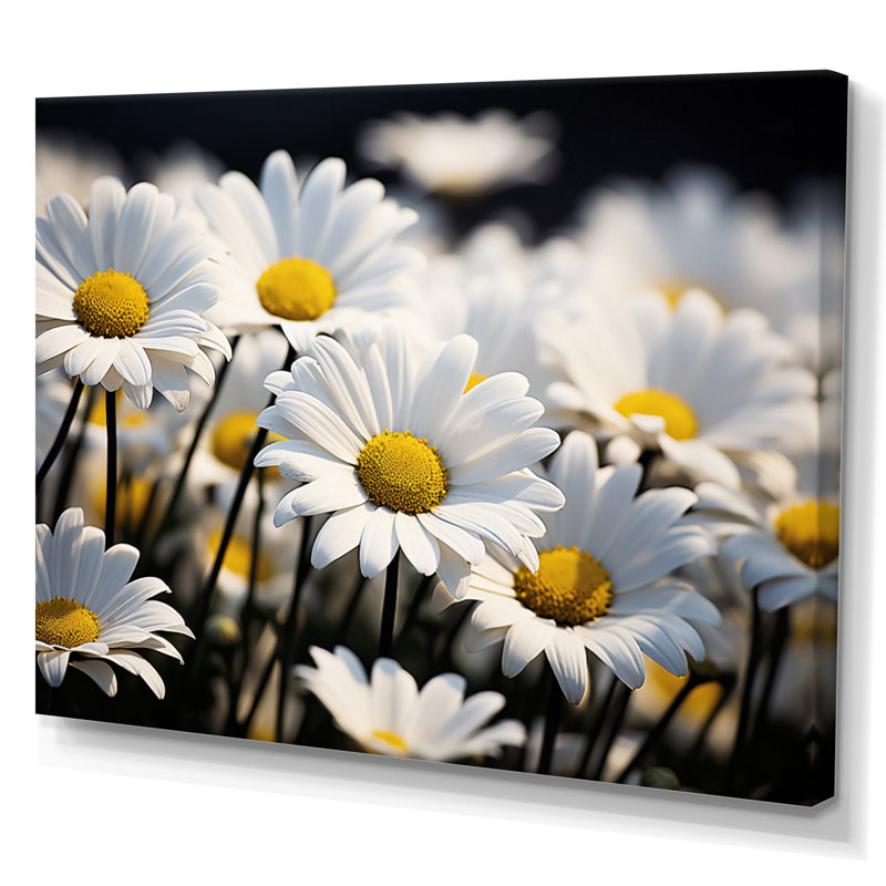Daisies Field Sunrise I - impression, H 30 po x l 40 po x P 1,5 po, Toile tendue
