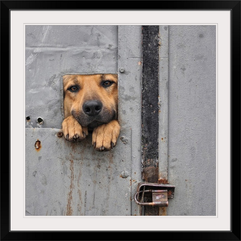 Benji " Benji ", 35" H x 35" W x 1.5" D, Canvas