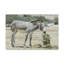 No Frame Print on Canvas-378862515