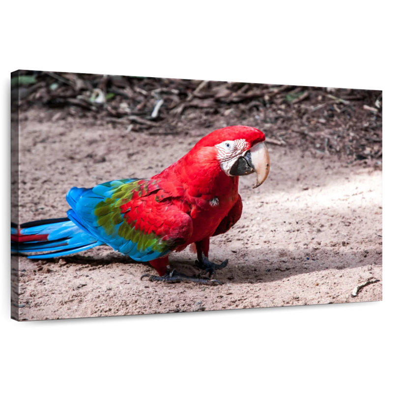 Brampt Brazilian Red Macaw, 16" H x 24" W