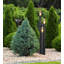Boston Lamp Post (Full)-94839447