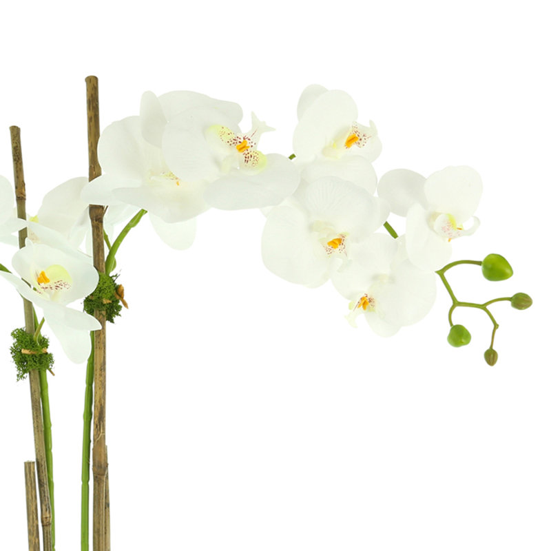 White Orchids In A Ceramic Pot With Rocks And Moss