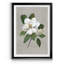 Magnolia botanique - reproduction de photo encadrée sur papier-1672420460-1672420457