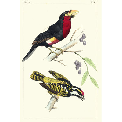 Lemaire Birds IV by C.L. Lemaire - Painting