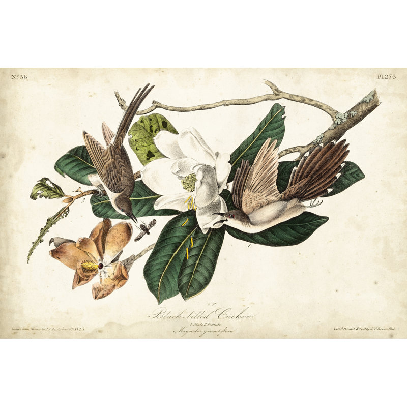 Black Billed Cuckoo by John Audubon - Painting, Wrapped Canvas, 81cm H x 122cm W