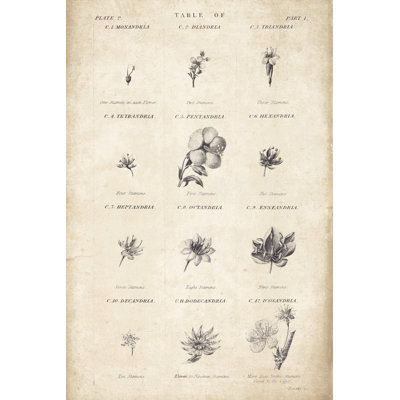 Conversations on Botany 11 by Wild Apple Portfolio - Drawing Print