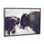Photographie buffalo-43719316-43719323