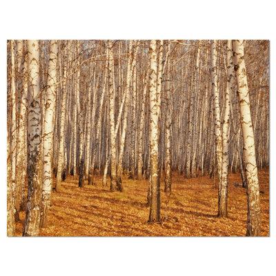" Dense Birch Forest In The Fall "