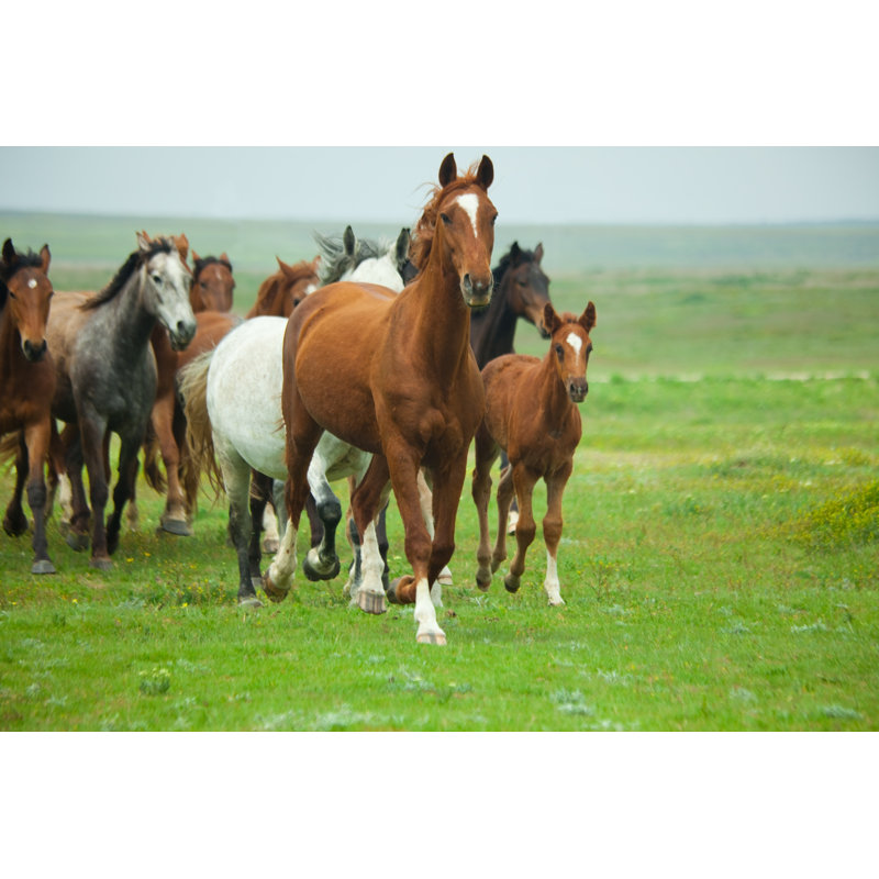 A Group Of Horses Running Through A Field by A_Taiga - Wrapped Canvas Print, 20.32cm H x 30.48cm W