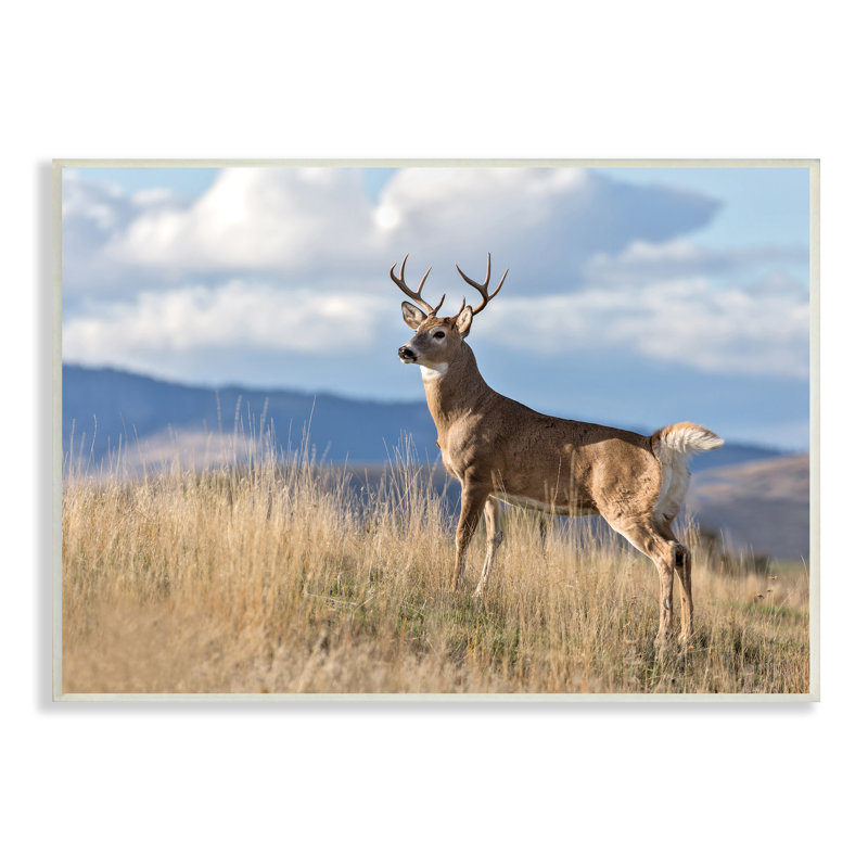 «White-Tail Buck In Wild Montana Mountains Blue Sky» par - Impression, Plaque murale, H 10 po x l 15 po