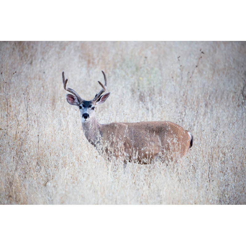 Black-Tailed Deer - Wrapped Canvas Print, 30cm H x 46cm W