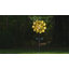 Double essoreuse à tournesol Saidul